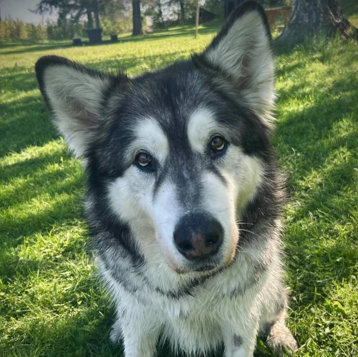 Un Alusky assis sur une surface herbacée 