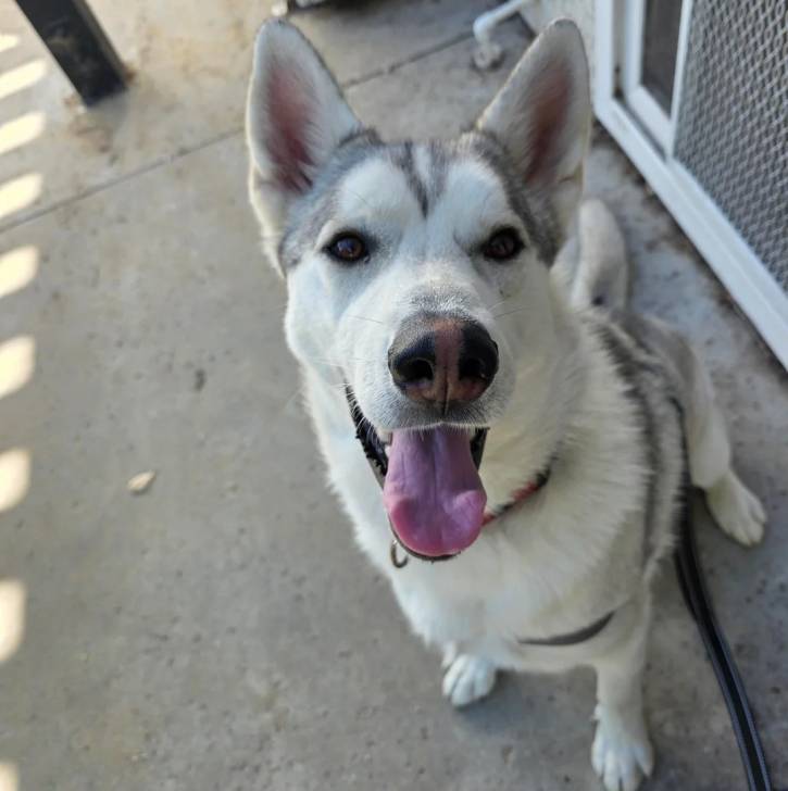 Un Alusky sur une surface bétonnée et qui est tenu en laisse