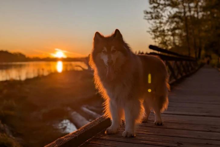 Un Alusky sur un pont en bois et ayant la langue pendante 