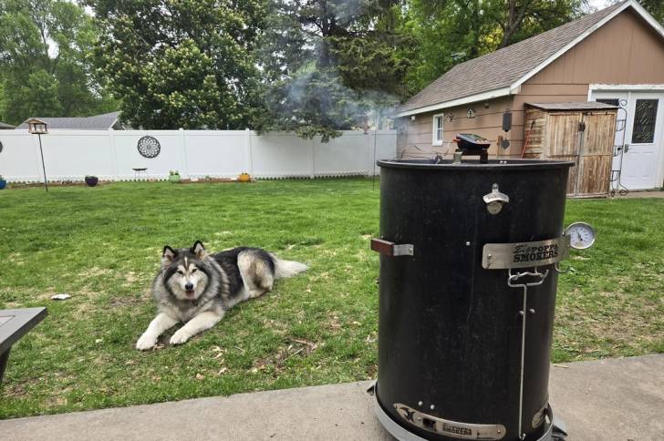Un Alusky allongé sur une surface gazonnée et semblant détendu