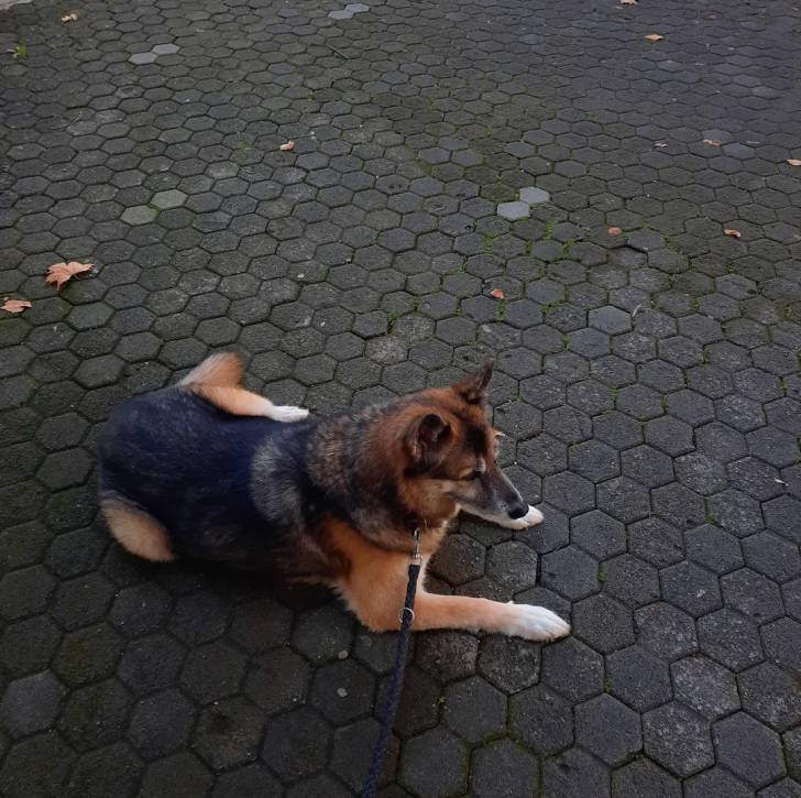 Un Alusky allongé sur un sol pavé et qui est tenu en laisse 