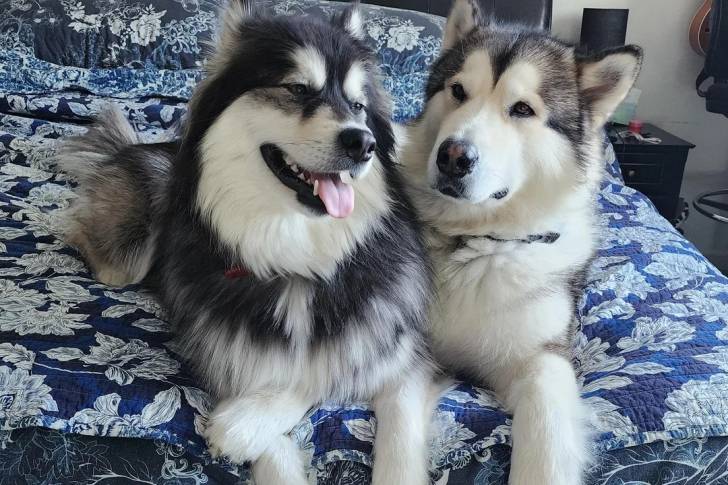 Deux Alusky allongés sur un lit et semblant tous deux détendus 