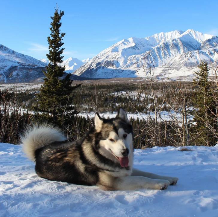 Un Alusky allongé sur une surface enneigée et ayant la langue pendante 