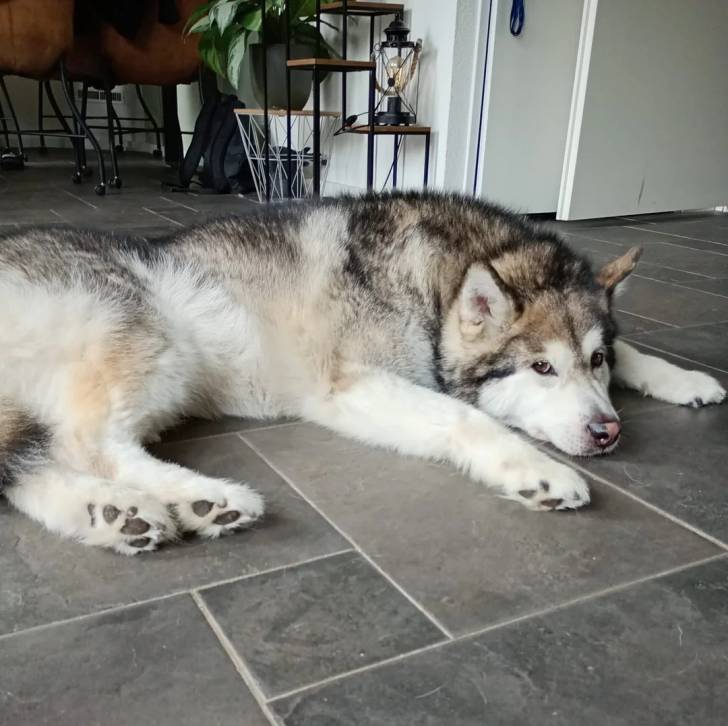 Un Alusky allongé sur un sol carrelé et regardant vers la caméra