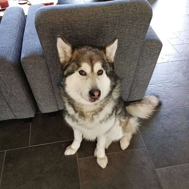 Un Alusky assis sur un sol carrelé et regardant vers la caméra 