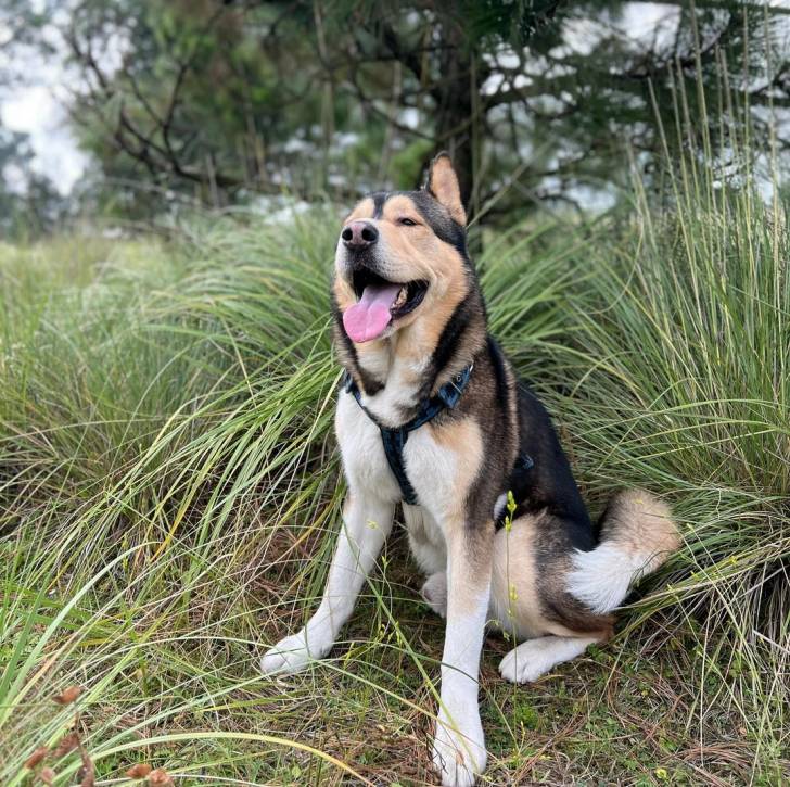 Un Alusky assis sur un terrain herbeux et portant un harnais 