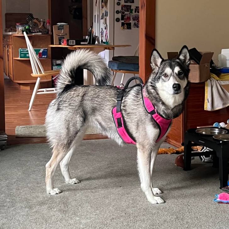 Un Alusky sur une moquette et portant un harnais 