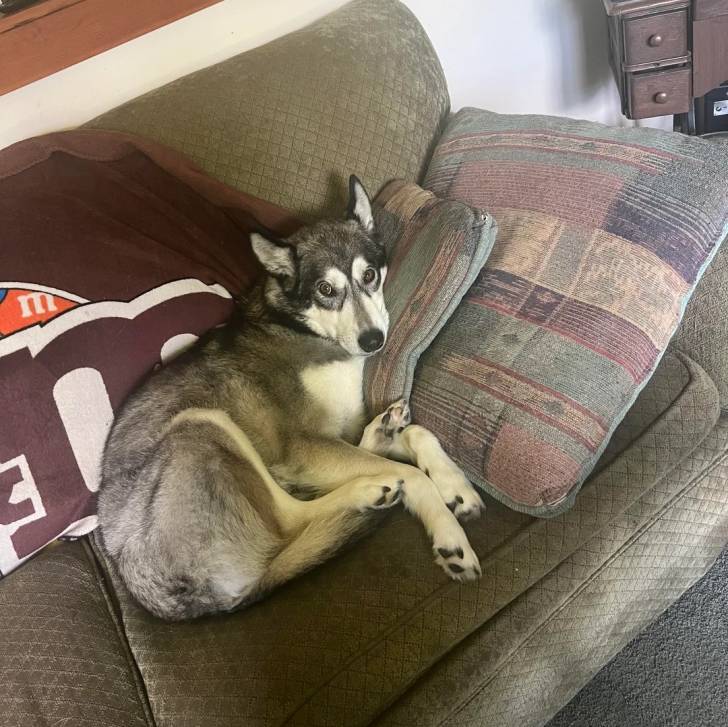 Un Alusky allongé sur un canapé et regardant vers la caméra 
