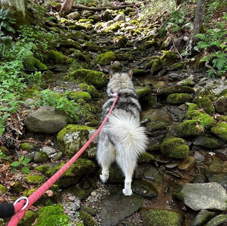 Un Alusky marchant sur des pierres et qui est tenu en laisse