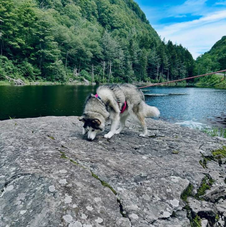 Un Alusky reniflant le sol et qui est tenu en laisse 