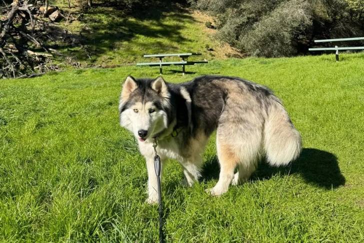 Un Alusky sur une surface gazonnée et qui est tenu en laisse 
