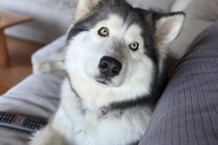 Un Alusky allongé sur un canapé et portant un collier autour du cou