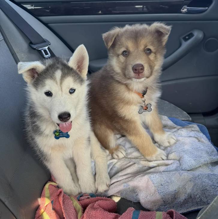 Deux Alusky assis sur la banquette arrière d'une voiture et portant tous deux un collier autour de leurs cous