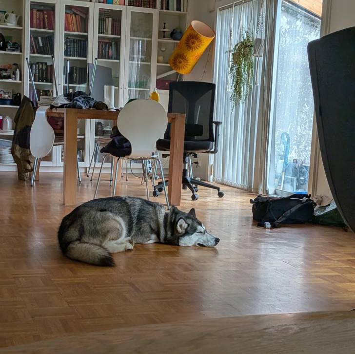 Un Alusky allongé sur un plancher et portant un collier autour du cou