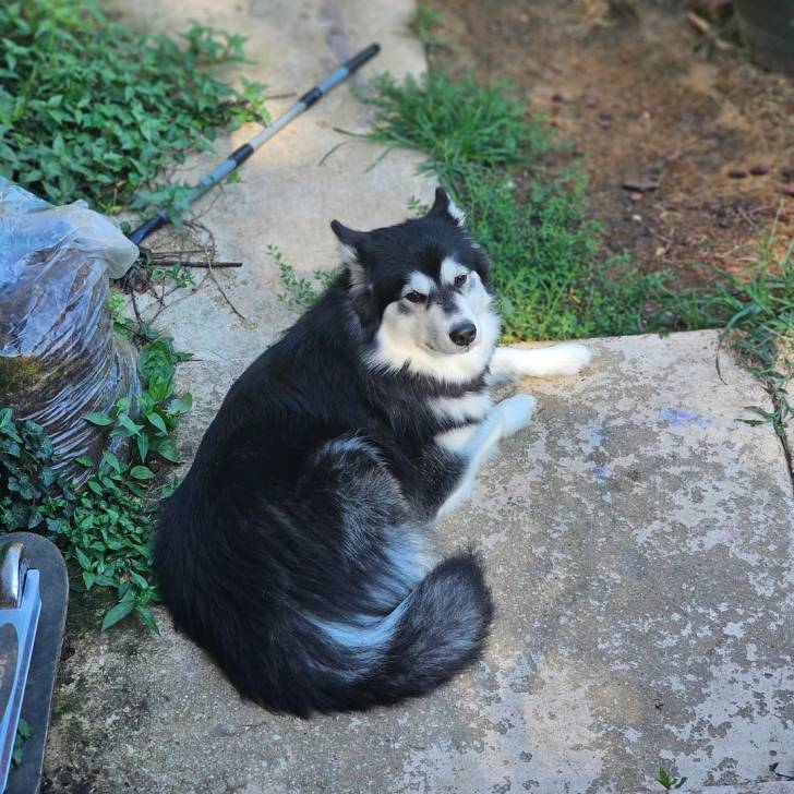 Un Alusky allongé sur une surface bétonnée et regardant vers la caméra 