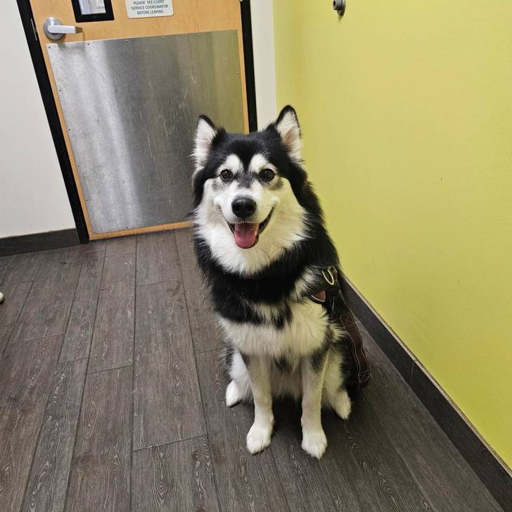 Un Alusky assis sur un plancher et qui est tenu en laisse