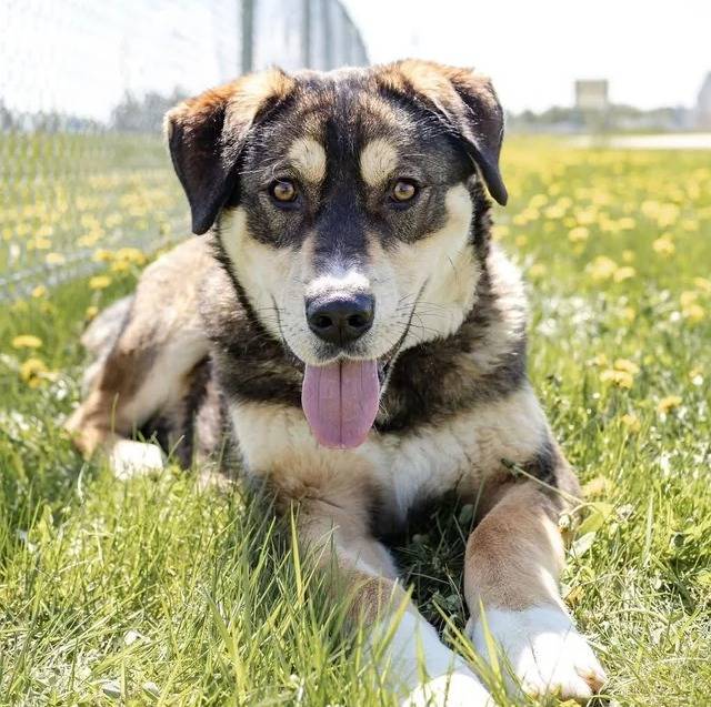 Un Alusky allongé sur une surface herbacée et tirant la langue 