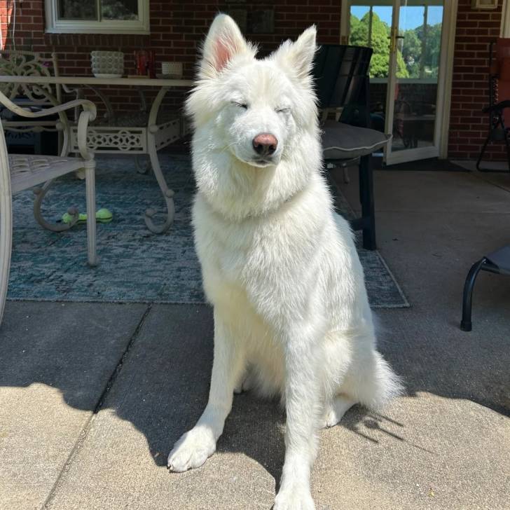 Un Alusky assis sur une surface bétonnée 