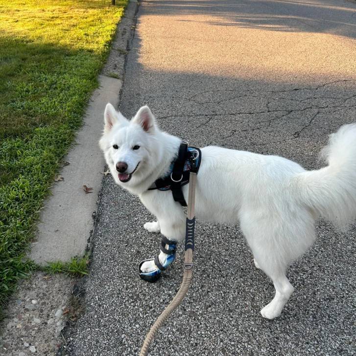 Un Alusky sur une surface bitumée et qui est tenu en laisse 