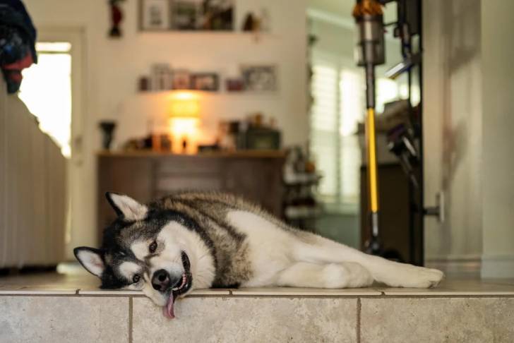 Un Alusky allongé sur un sol carrelé et ayant la langue pendante 