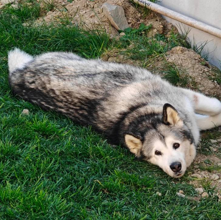 Un Alusky allongé sur un terrain herbeux et regardant vers la caméra 