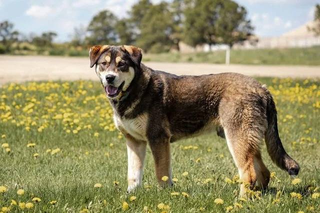 Un Alusky sur un terrain herbeux et semblant détendu 