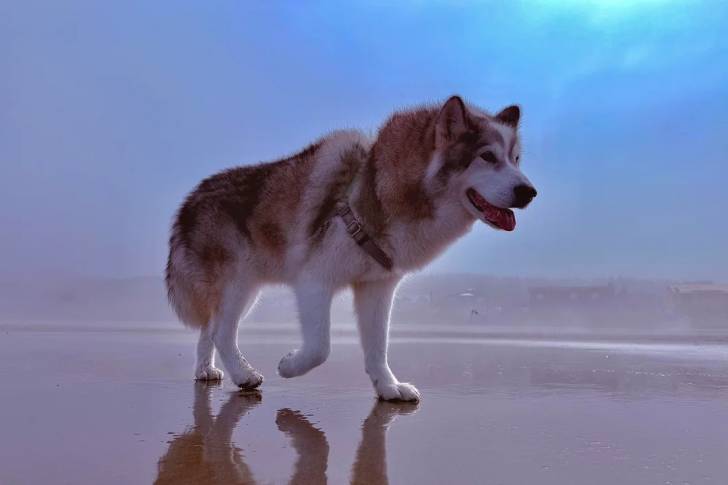 Un Alusky marchant sur une surface sableuse et portant un harnais 