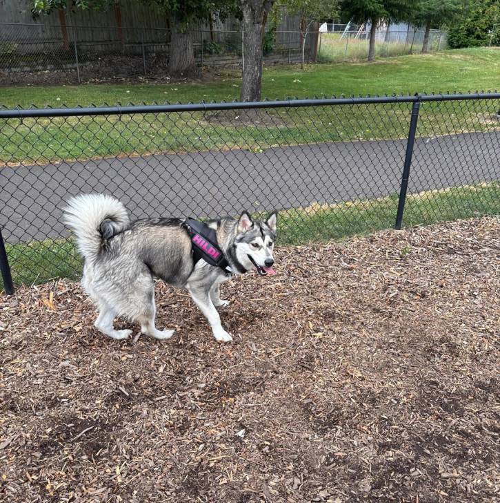 Un Alusky sur une surface herbacée et portant un harnais 