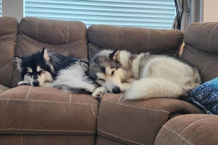 Deux Alusky allongés sur un canapé et semblant détendu 