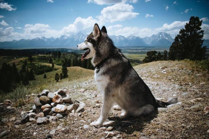 Un Alusky assis sur une surface rocailleuse 