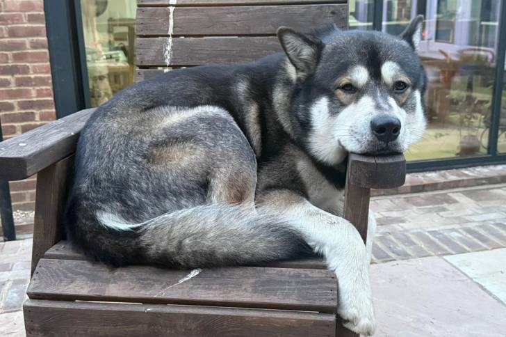Un Alusky allongé sur une chaise et semblant détendu