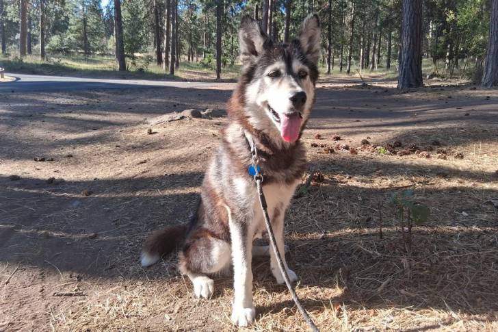 Un Alusky assis sur une surface herbacée et qui est tenu en laisse 