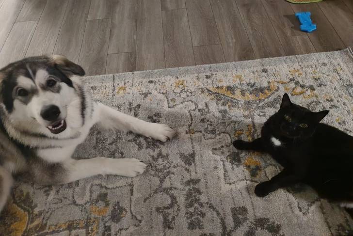Un Alusky allongé à côté d'un chat sur une moquette 
