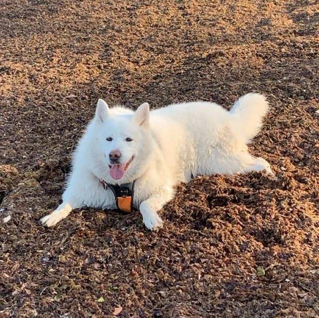 Un Alusky tirant la langue et portant un harnais 