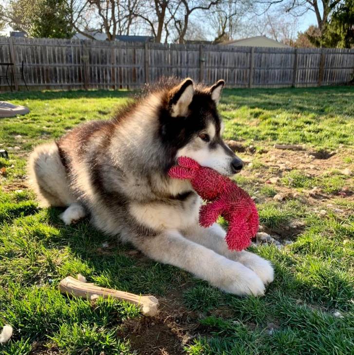 Un Alusky allongé sur un terrain herbeux et ayant une peluche dans sa gueule 
