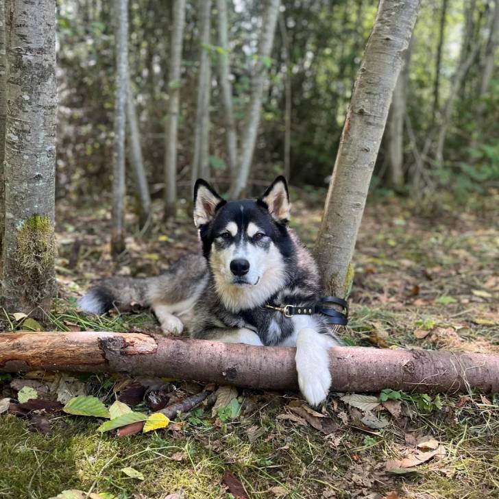Un Alusky allongé sur un terrain herbeux et qui est tenu en laisse 