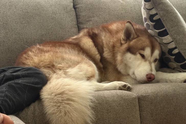 Un Alusky allongé sur un canapé et semblant détendu 