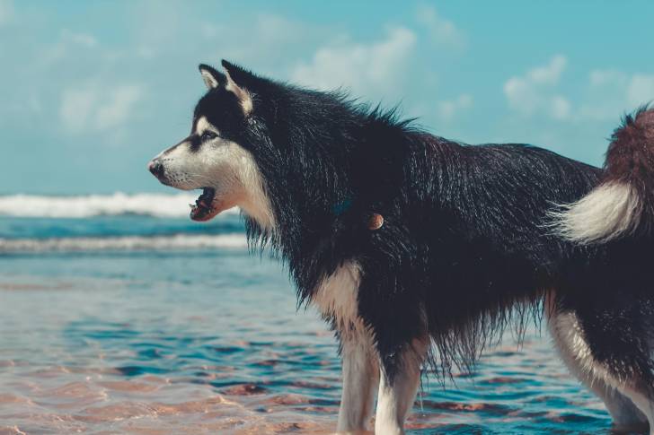 Un Alusky dans l'eau et portant un collier autour du cou