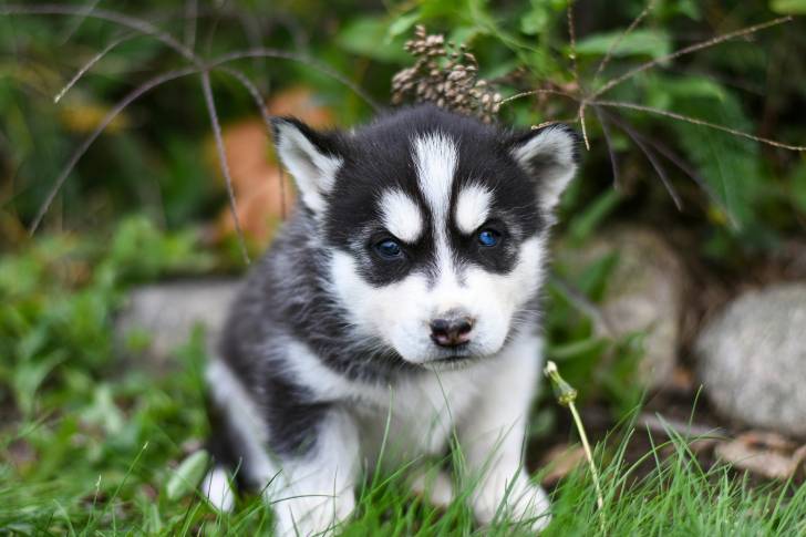 Un chiot Alusky assis sur une surface gazonnée