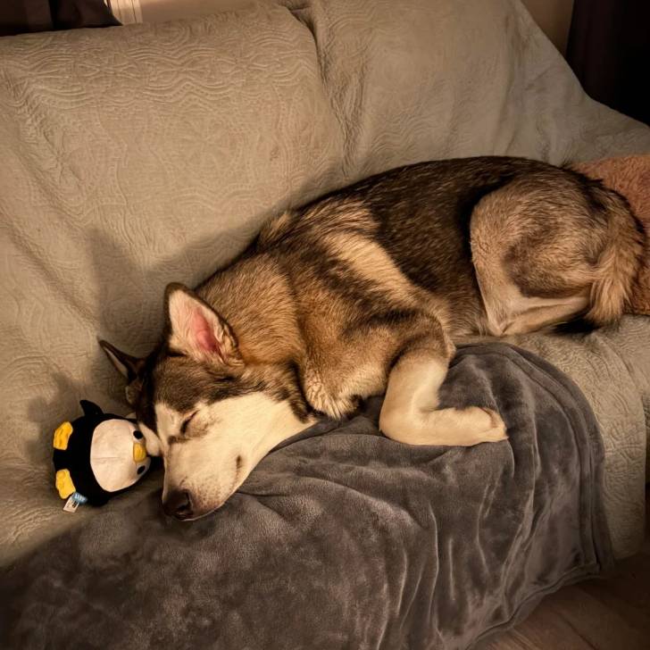 Un Alusky allongé sur un canapé et semblant dormir 