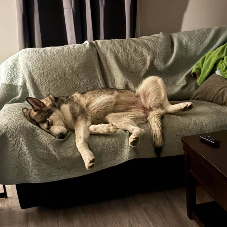 Un Alusky allongé sur un canapé et semblant détendu  