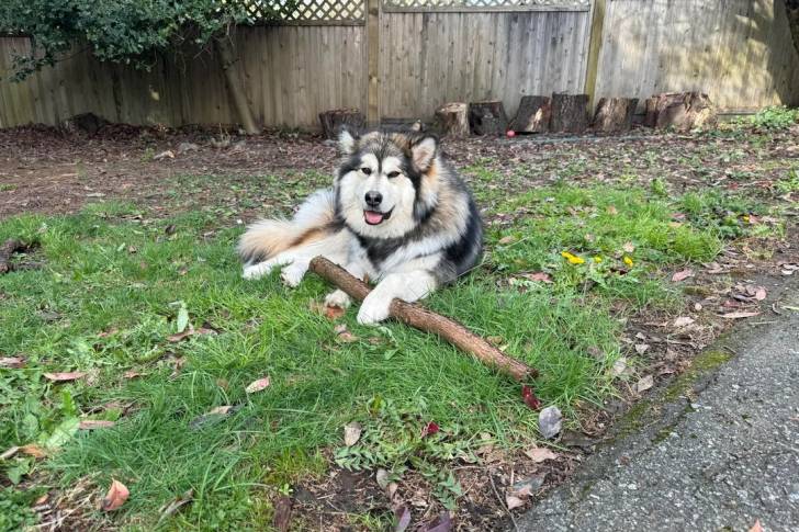 Un Alusky allongé sur une surface herbacée et regardant vers la caméra