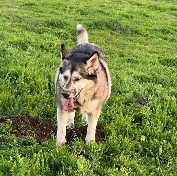 Un Alusky sur un terrain herbeux et ayant la langue pendante 