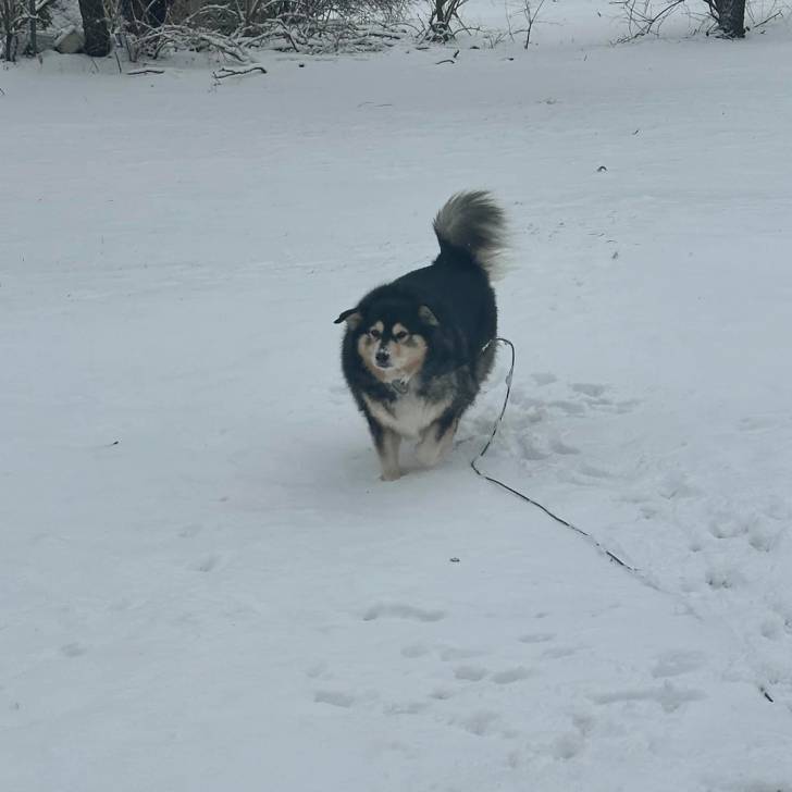 Un Alusky sur une surface enneigée et qui est tenu en laisse 