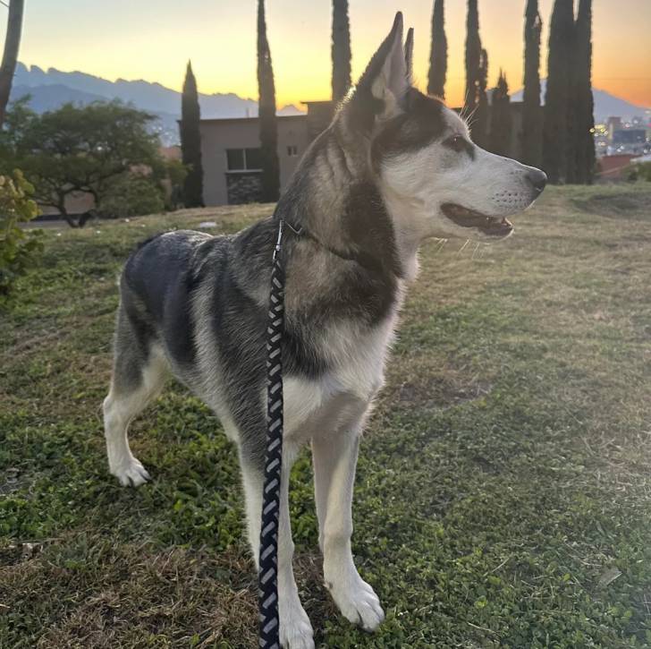 Un Alusky sur une surface herbacée et qui est tenu en laisse 