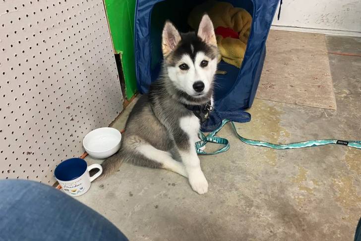 Un Alusky assis sur une surface bétonnée et qui est tenu en laisse 