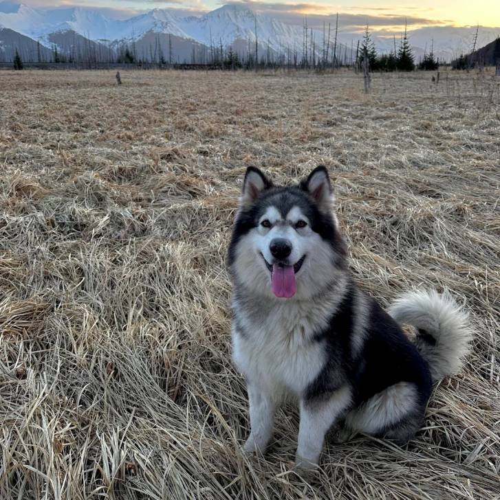 Un Alusky assis sur une surface herbacée et ayant la lanague pendante 