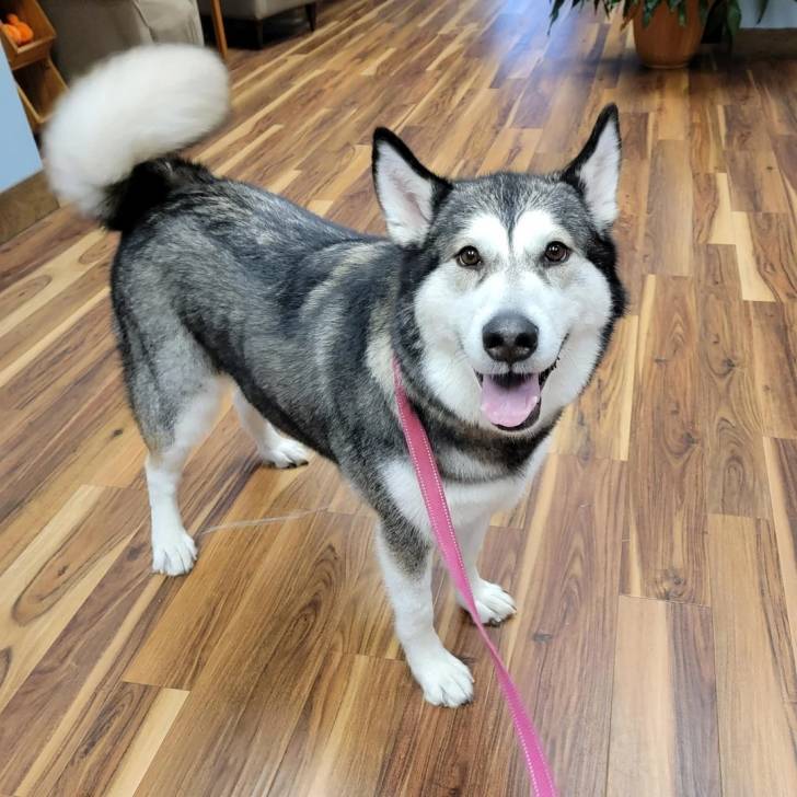 Un Alusky sur un plancher et qui est tenu en laisse 