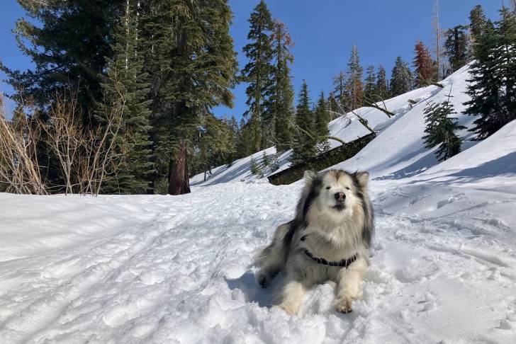 Un Alusky allongé sur une surface enneigée et portant un harnais 