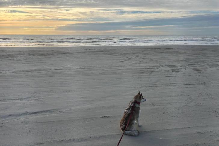 Un Alusky assis sur une surface sableuse et qui est tenu en laisse
